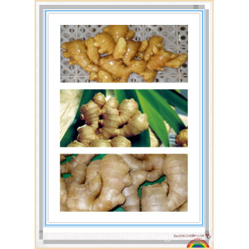 Plastic Carton Packing New Fresh Ginger From China